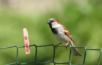 ADULT 2= Ron Galloway House sparrow